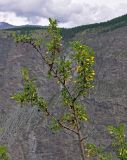 Image of taxon representative. Author is Марина Скотникова