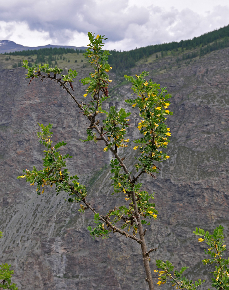 Image of Caragana arborescens specimen.