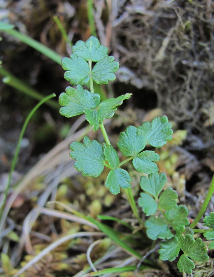 Изображение особи Thalictrum alpinum.