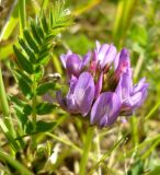 Astragalus danicus