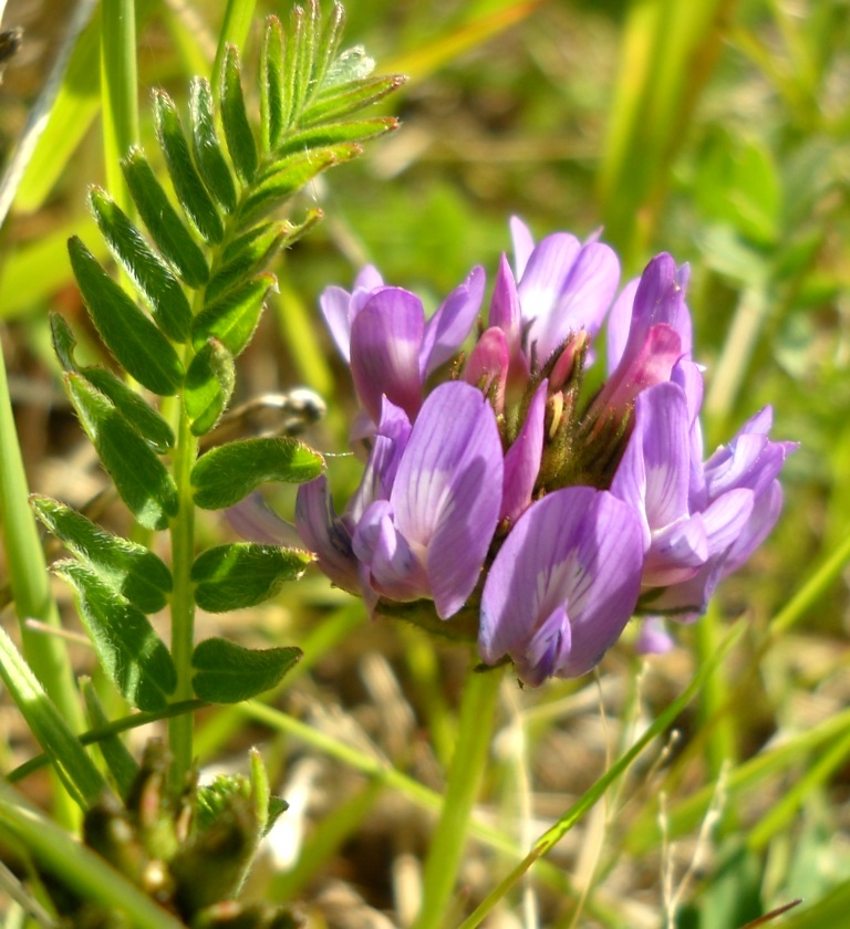 Изображение особи Astragalus danicus.