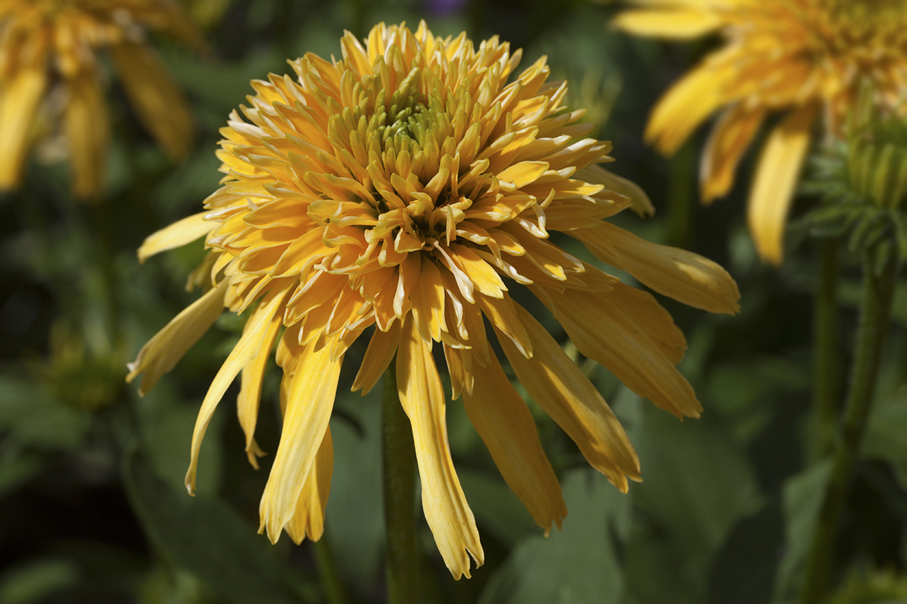 Image of Echinacea purpurea specimen.