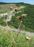 Centaurea salonitana. Верхушка плодоносящего растения. Краснодарский край, окр. г. Новороссийск, окр. пер. Андреевский, у тропы. 07.08.2019.