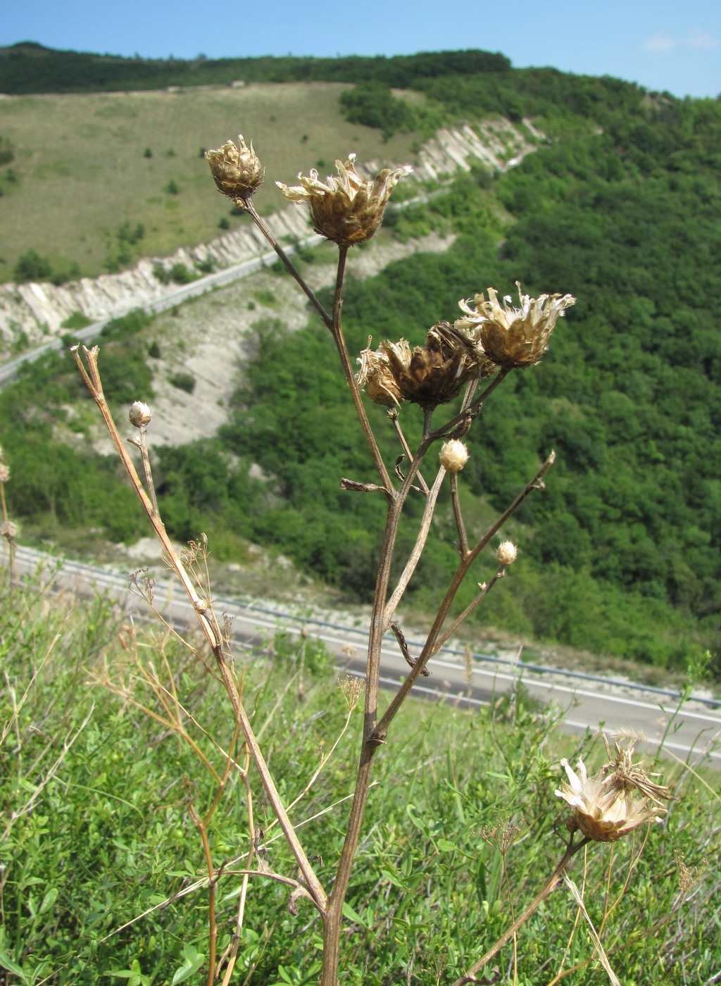 Image of Centaurea salonitana specimen.