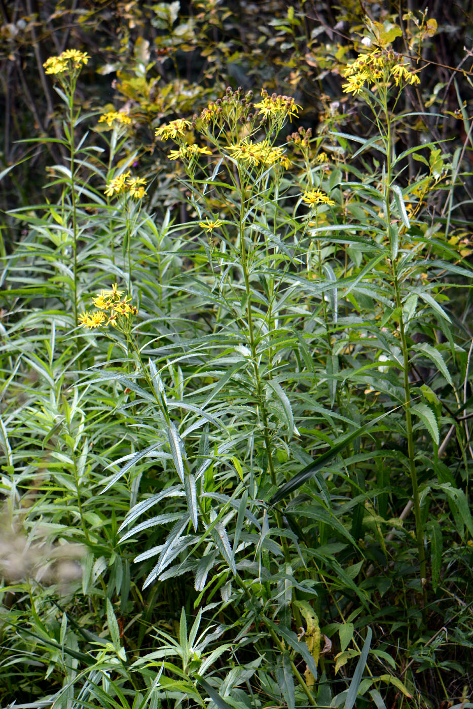 Image of Senecio paludosus specimen.