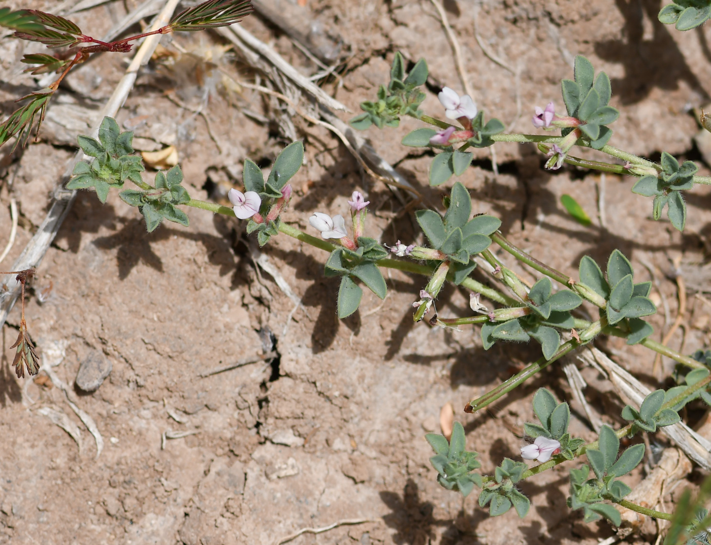 Image of Lotus glinoides specimen.