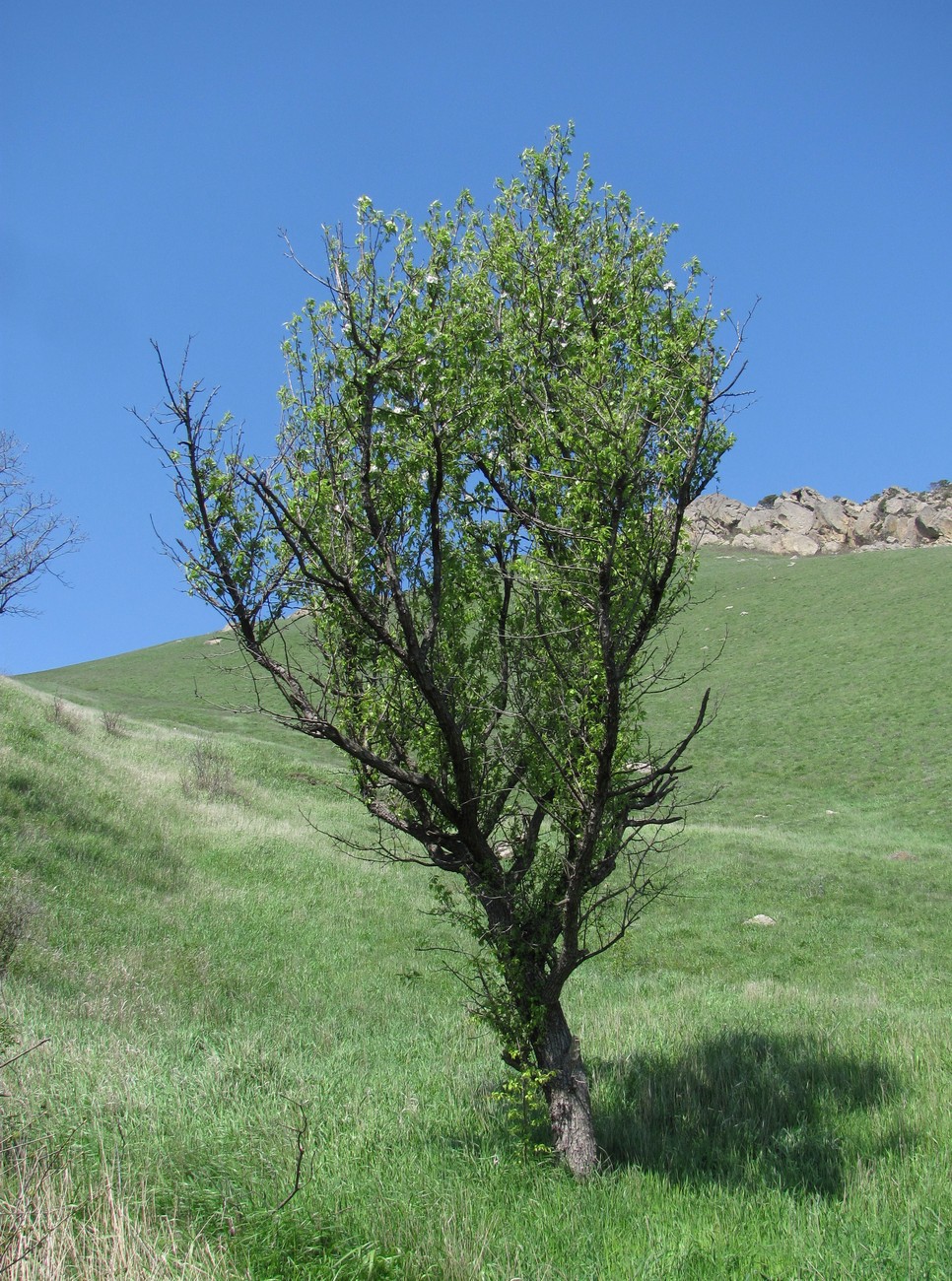 Image of Pyrus caucasica specimen.