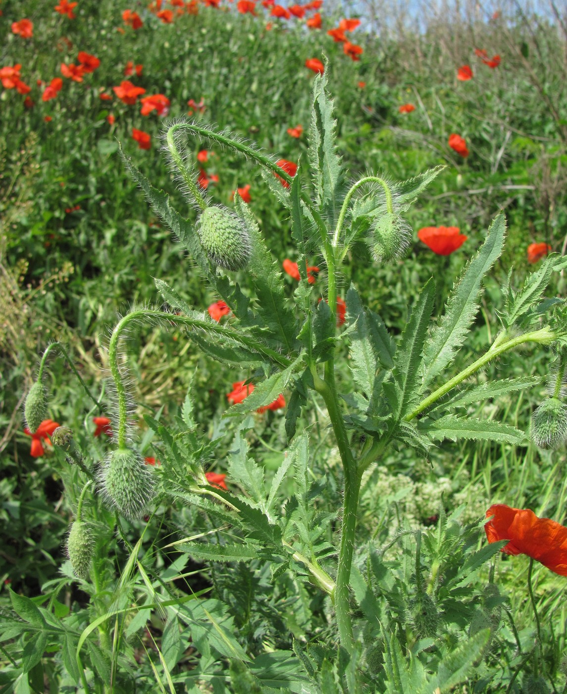 Image of Papaver rhoeas specimen.