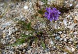 Scabiosa comosa