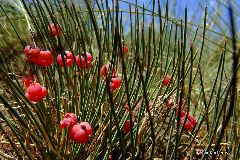 Изображение особи Ephedra distachya.