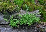Woodsia ilvensis