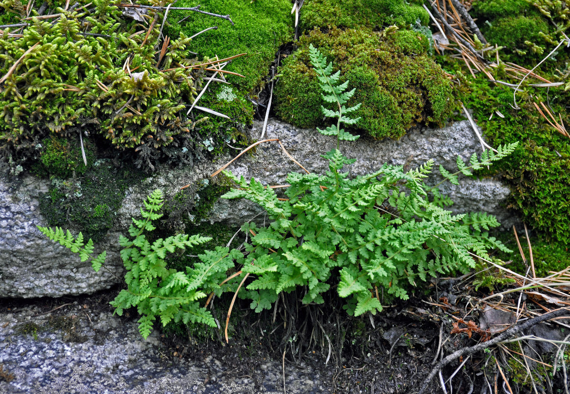 Image of Woodsia ilvensis specimen.