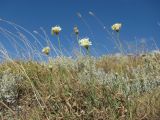 Cephalaria uralensis. Цветущее растение. Краснодарский край, окр. г. Новороссийск, гора Лысая-Новороссийская, нагорная степь. 24.09.2019.