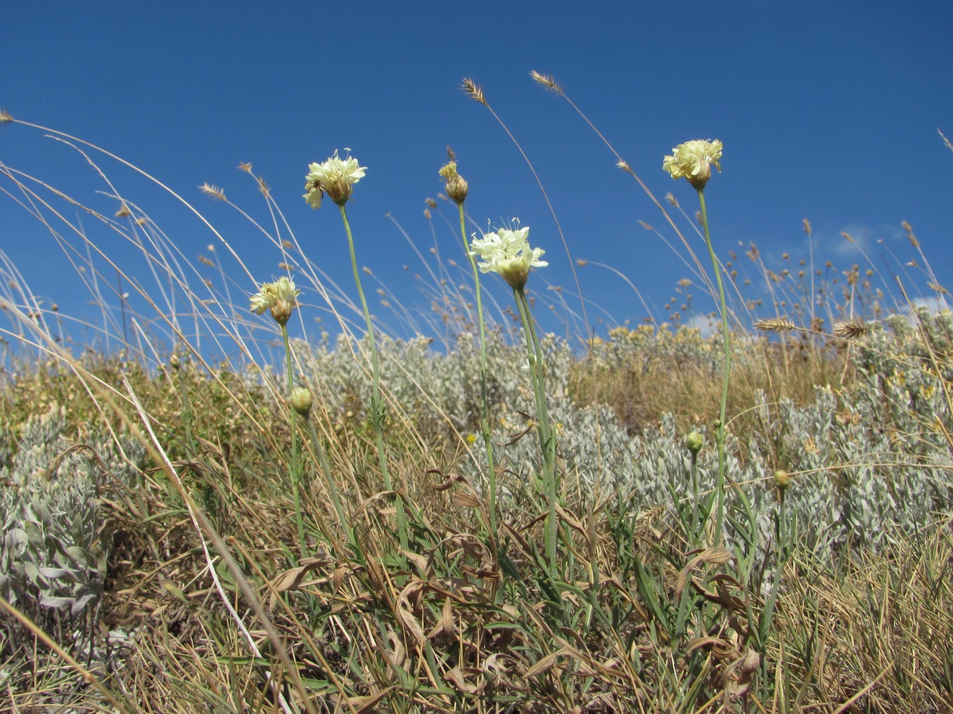 Изображение особи Cephalaria uralensis.