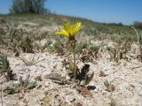 Taraxacum glaucanthum. Цветущее растение. Южный Казахстан, вост. предгорья хр. Сырдарьинский Каратау, Закаратауская равнина (возвышенность), котловина оз. Сорколь, пухлый солончак. 6 мая 2019 г.