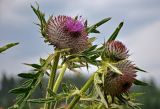 Cirsium ligulare. Верхушка побега с распускающимися соцветиями. Сербия, национальный парк Тара, плоскогорье Равна Тара, окраина луга, у дороги. 07.07.2019.