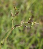 Cerastium holosteoides. Верхушка плодоносящего растения. Пермский край, г. Пермь, Кировский р-н, суходольный луг. 02.08.2019.