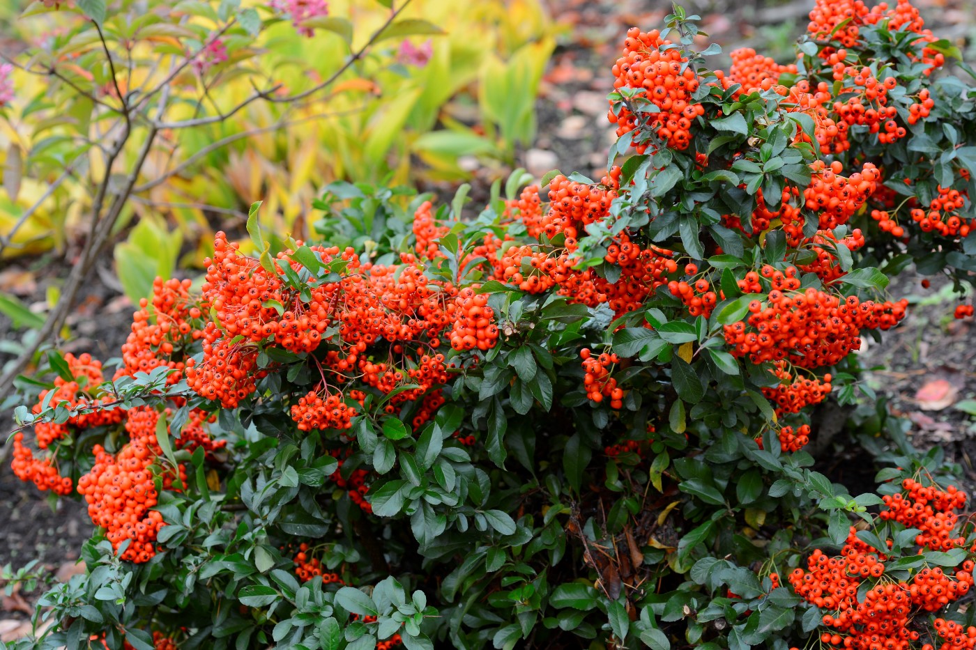 Image of genus Pyracantha specimen.