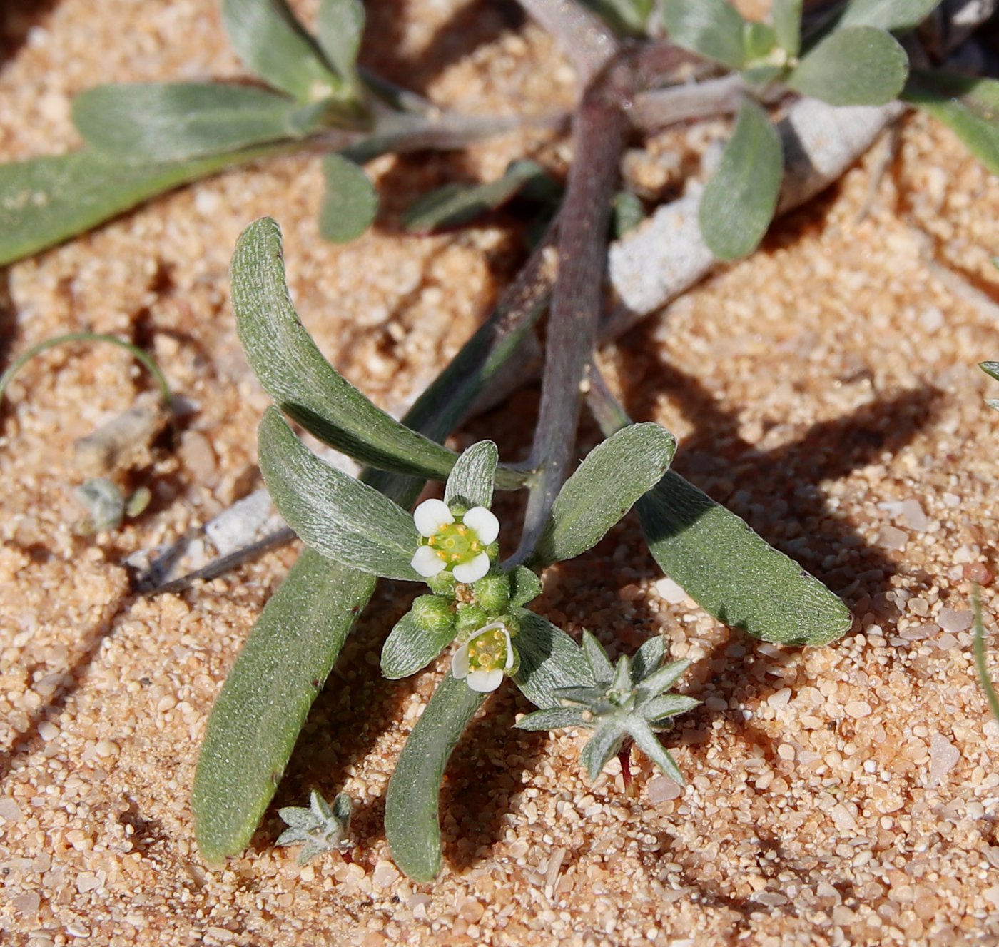 Изображение особи Lobularia libyca.