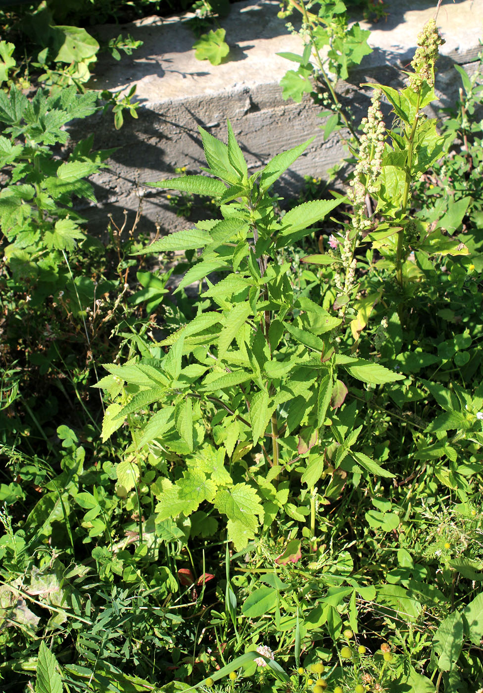 Image of Elsholtzia ciliata specimen.