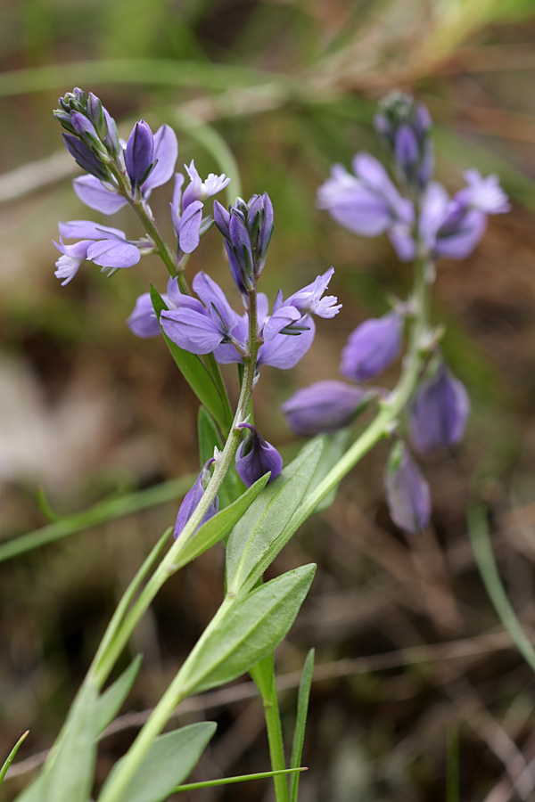 Image of Polygala vulgaris specimen.