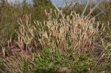 Dianthus deltoides. Плодоносящее растение. Ленинградская обл., окр. пос. Большая Ижора, побережье Финского залива, прибрежный леймусово-овсяницевый луг на песке за береговым валом. 04.08.2019.