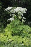 Heracleum sosnowskyi. Цветущее растение. Карельский перешеек, окр. Сертолово, на краю поля. 08.07.2019.
