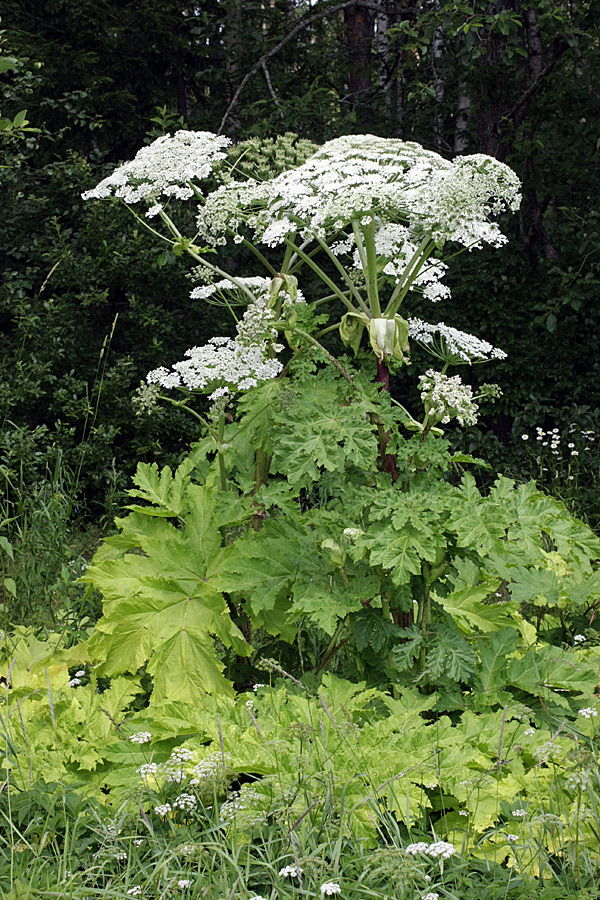 Image of Heracleum sosnowskyi specimen.