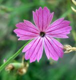 Dianthus