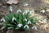 Galanthus plicatus