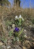 Iris lutescens