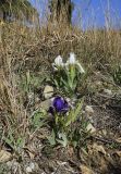 Iris lutescens