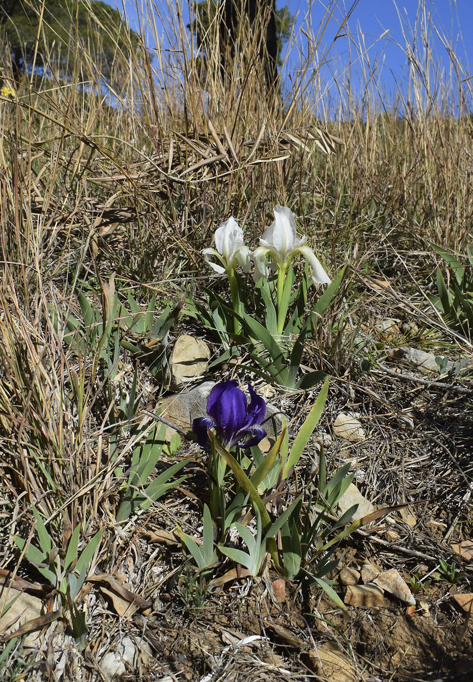 Image of Iris lutescens specimen.