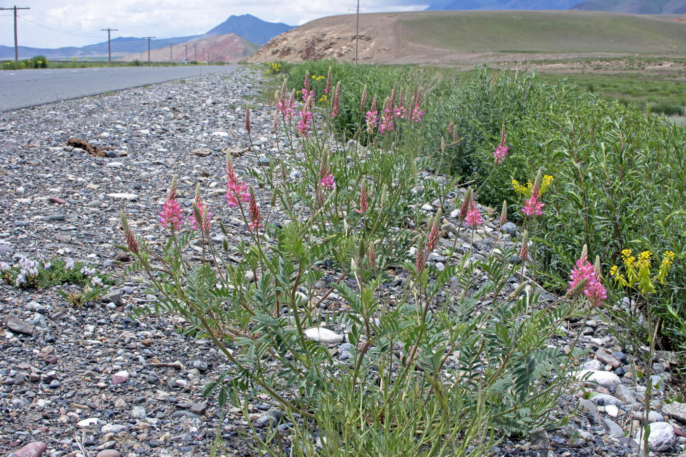 Image of Onobrychis arenaria specimen.