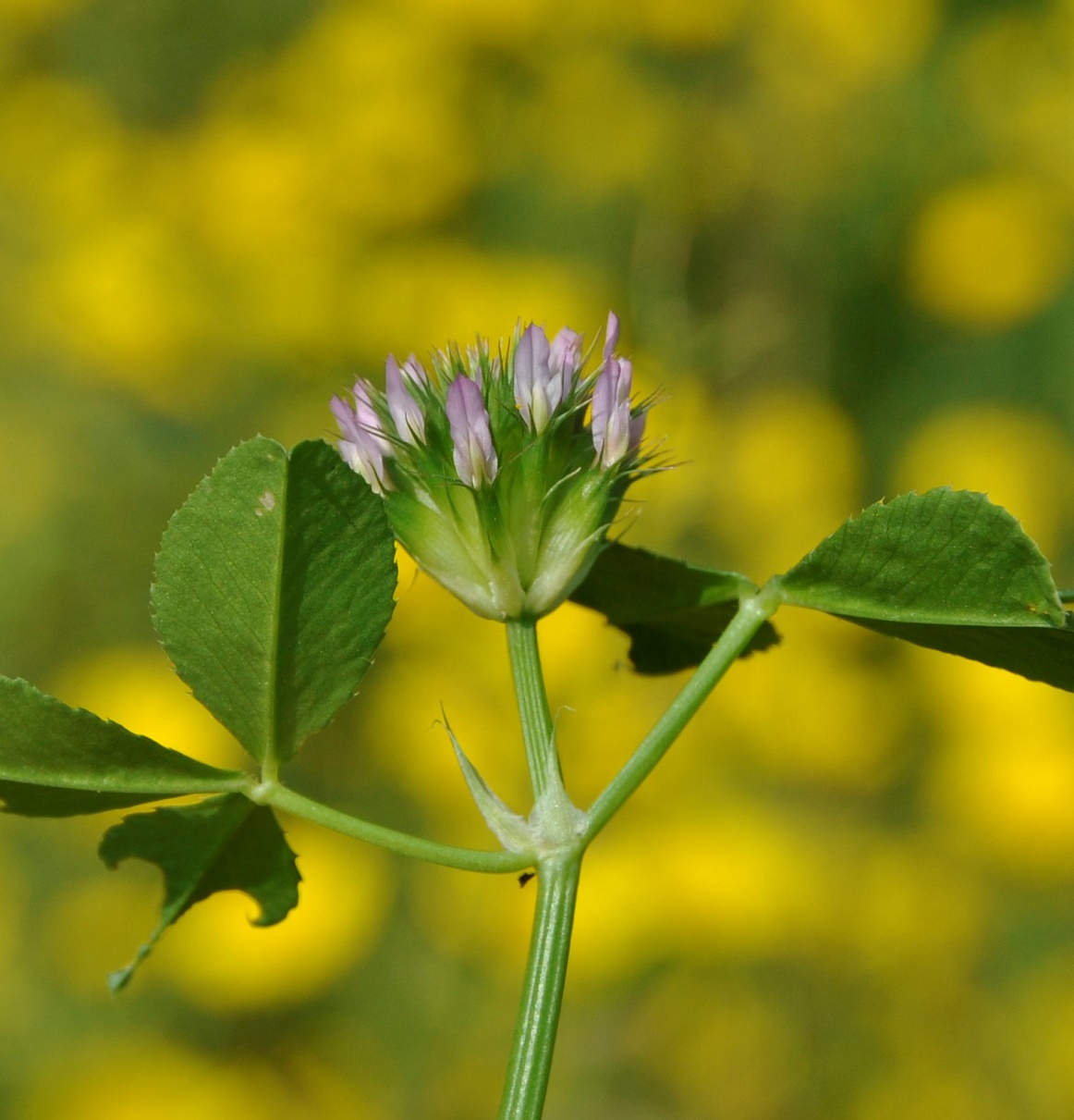 Изображение особи Trifolium spumosum.