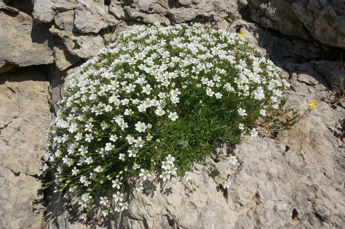 Image of Minuartia taurica specimen.