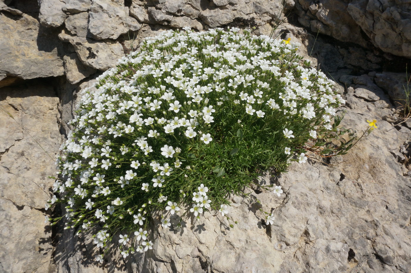 Image of Minuartia taurica specimen.