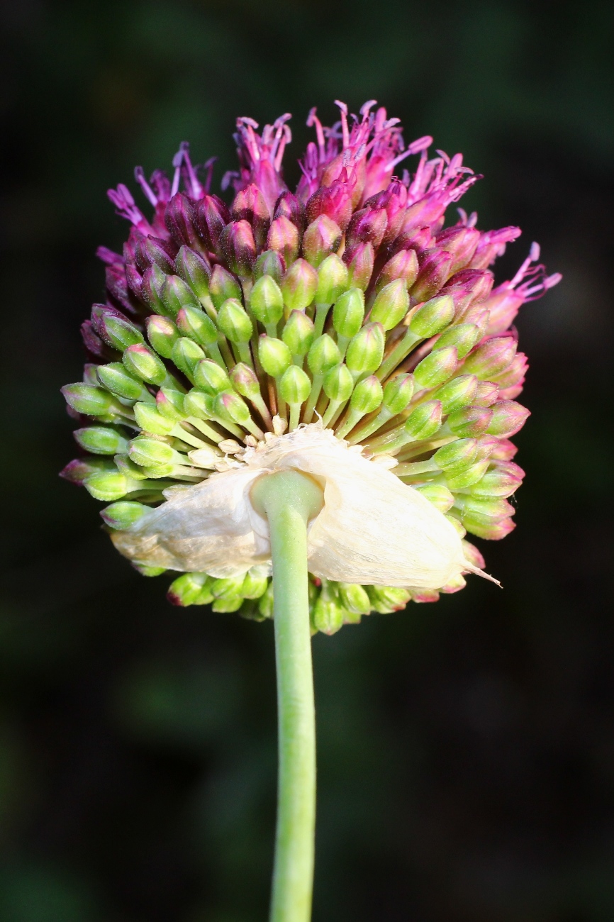 Image of Allium sphaerocephalon specimen.