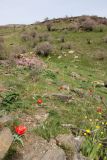Tulipa korolkowii. Цветущие растения на каменистом склоне среди разреженного колючеминдальника. Узбекистан, Самаркандская обл., южный склон хребта Нуратау, верховья урочища Устуксай, около 1500 м н.у.м. 31.03.2018.