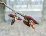 род Populus