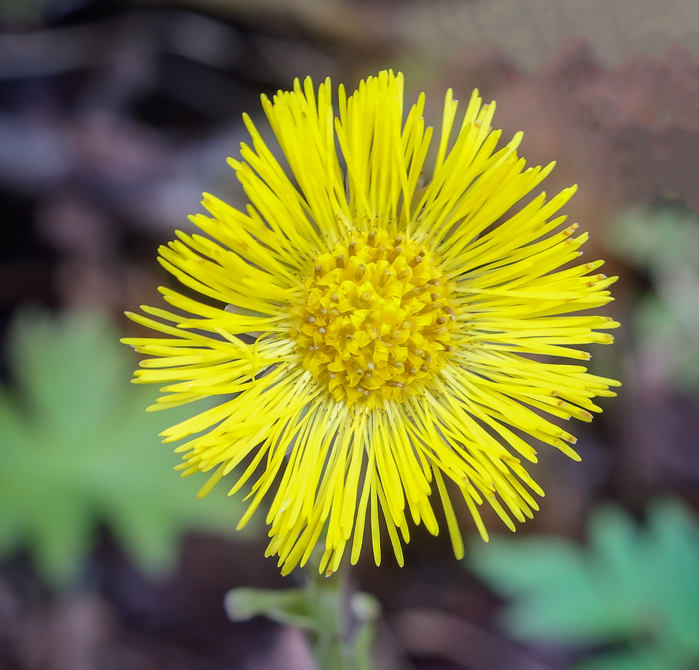 Image of Tussilago farfara specimen.