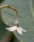 Solanum sessile