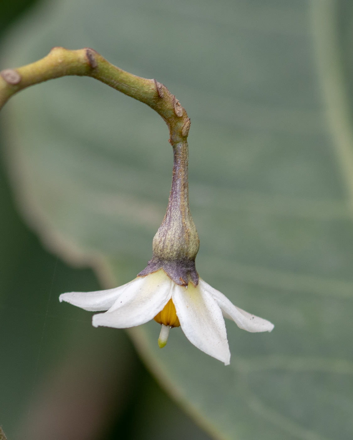 Изображение особи Solanum sessile.