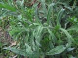 Echium vulgare