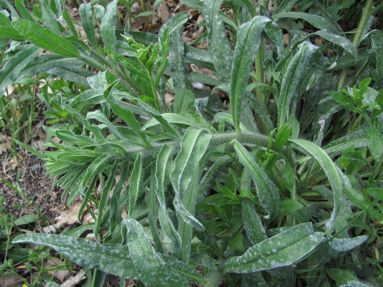 Изображение особи Echium vulgare.