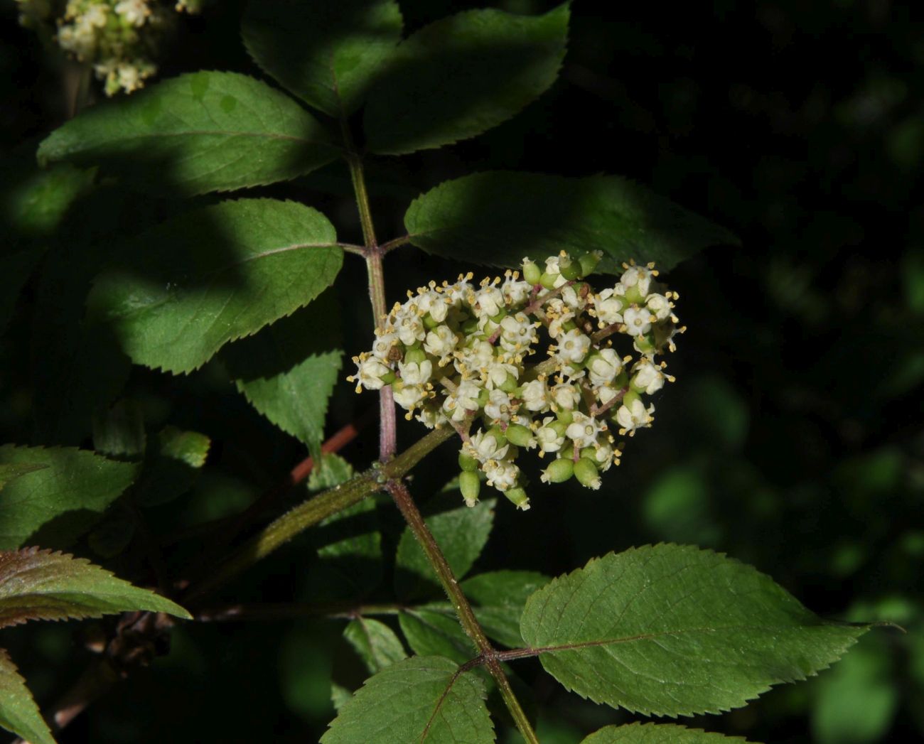 Изображение особи Sambucus racemosa.