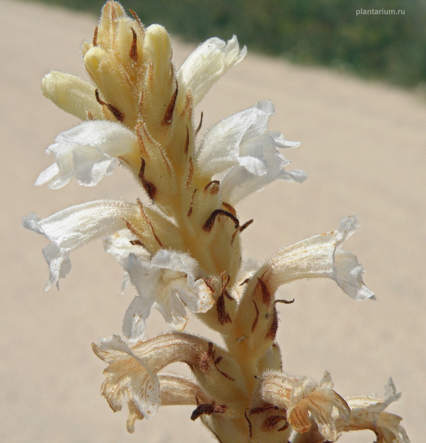 Image of Phelipanche caesia specimen.