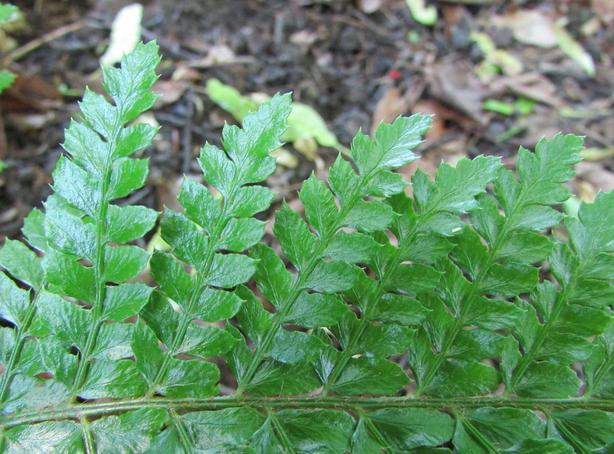 Image of Polystichum polyblepharum specimen.