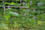 Dactylorhiza saccifera. Цветущие растения на поляне в смешанном лесу. Карачаево-Черкесия, Домбай, устье ущ. р. Аманауз, 1650 м н.у.м. 19.07.2010.