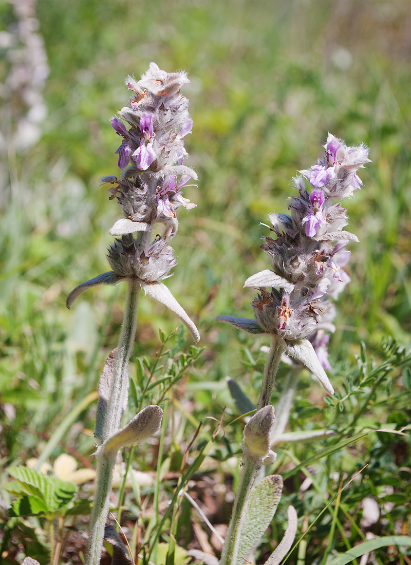 Image of Stachys velata specimen.